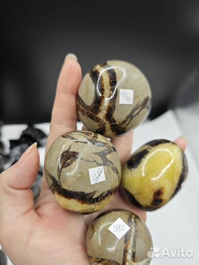 Септария галтовка крупная