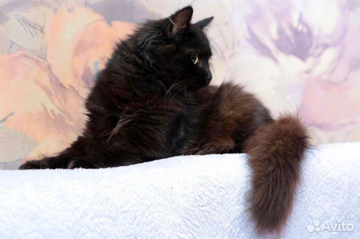 Кошка