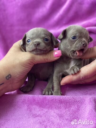 Лиловые малыши