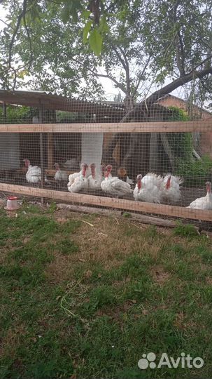 Мясо индюшки