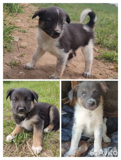 Щенята охранники, мальчики и девочки