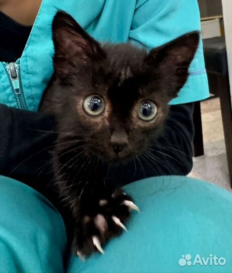Котёнок
