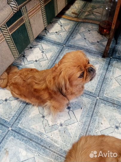 Щенки пекинеса