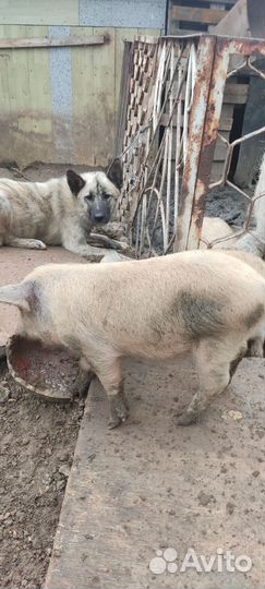 Поросёнок мангалица