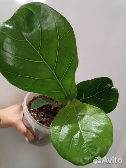 Фикус Лирата Колумнарис