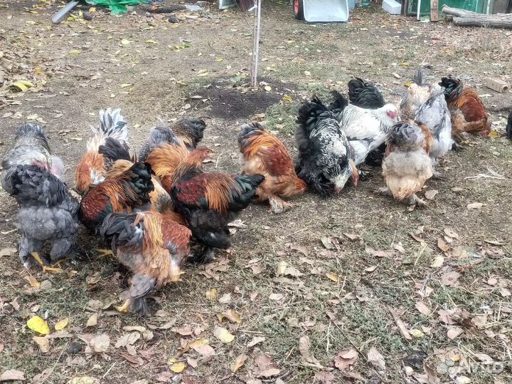 Куры породы Брама. Молодые петухи