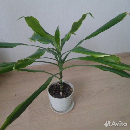 Драцена