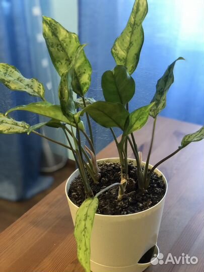 Цветы комнатные