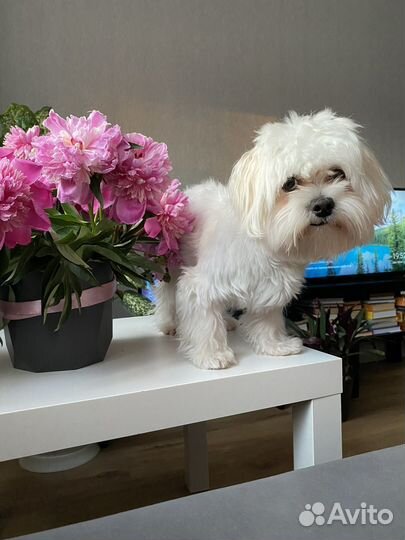 Мальтипу вязка