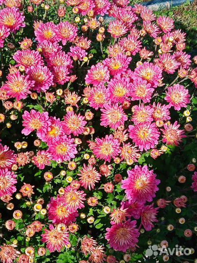 Хризантемы мультифлора