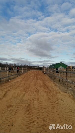 Постой лошадей