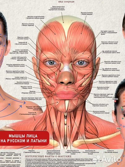 Постер по массажу лица 70х50см