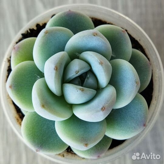 Суккуленты 2