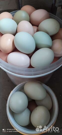 Домашние куриные яйца