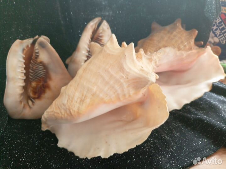 Океанические раковины