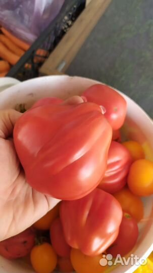 Семена томат помидор