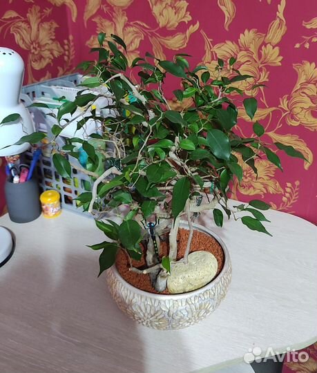 Фикус Вианди