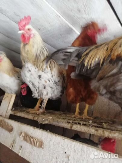 Петухи породистые