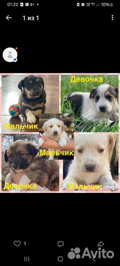 Щенки мальчики и девочки