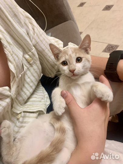 Котенок 4,5 мес