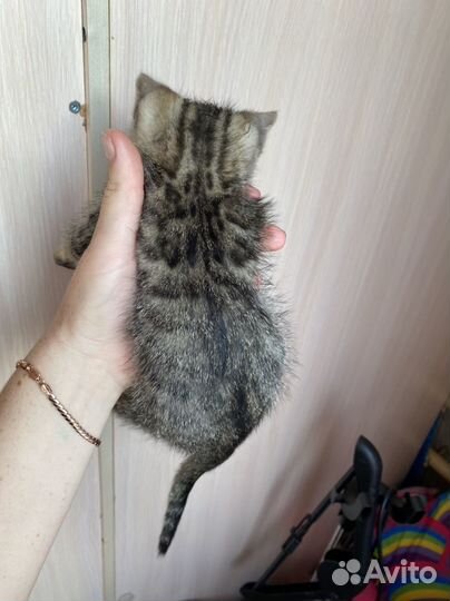 Бенгальская кошка