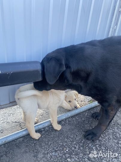 Щенки лабрадора-полукровки