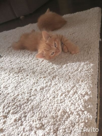 Кошки
