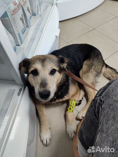 Отдам в добрые руки