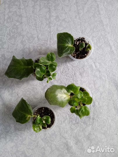 Набор укоренённых листочков фиалок с детками 4 шт