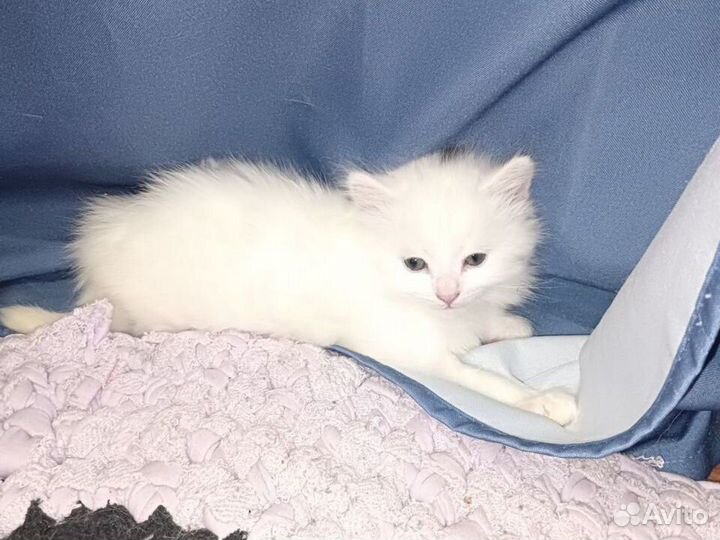Котята турецкой ангоры