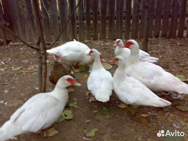 Бройлерные индоутята Тяжёлая линия Франции Гримо