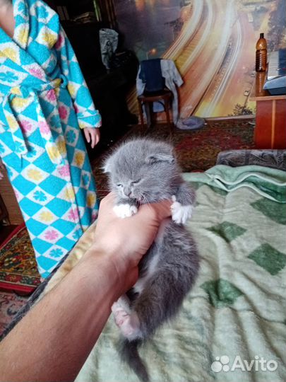 Котята шотландской вислоухой