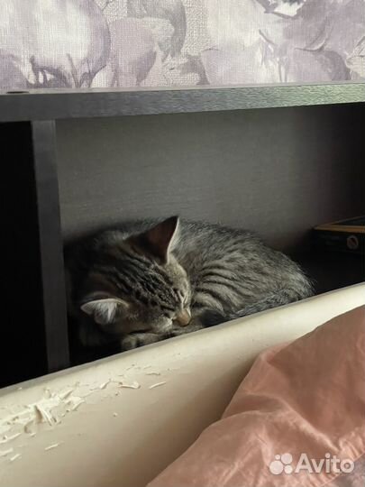 Шотланский котенок