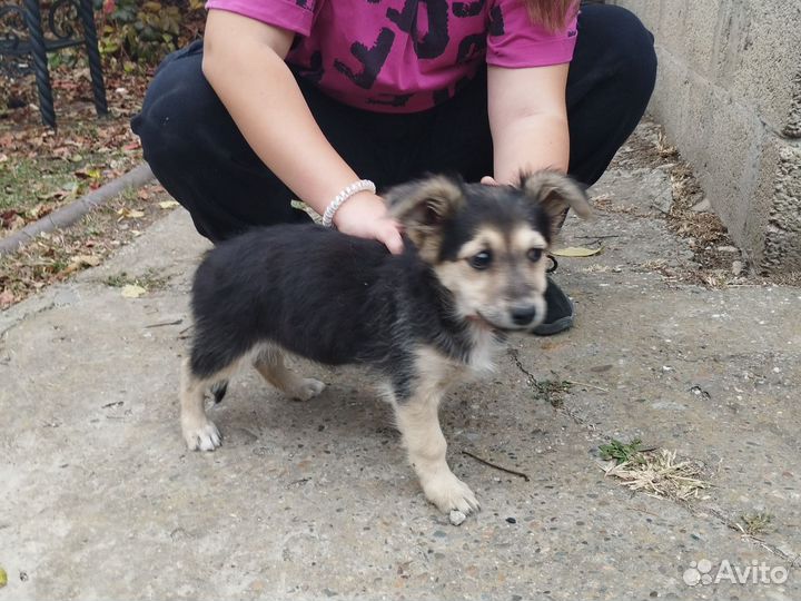 Собака дворняжка щенок