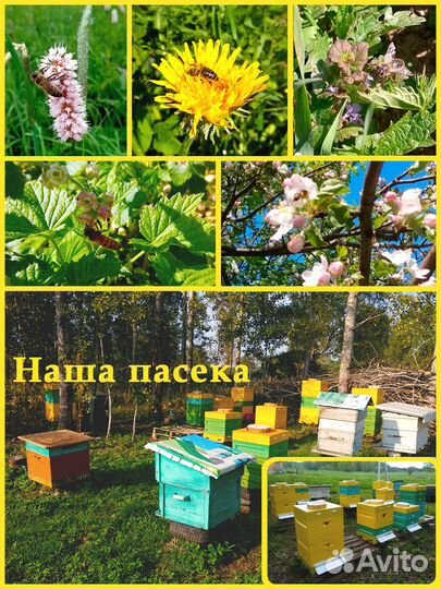 Сотовый мёд