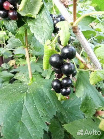 Смородина черная, помидор, крыжовник