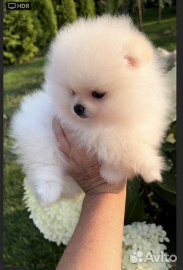 Померанский шпиц большой выбор щенков