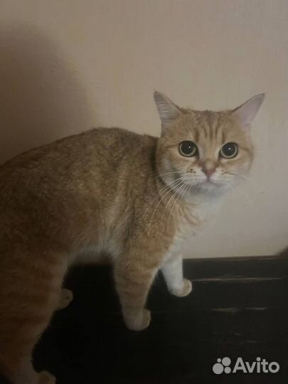 Британская золотая шиншилла в добрые руки