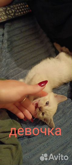 Бенгальские котята