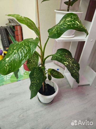 Диффенбахия