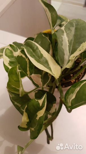 Сциндапсус эпипремнум редкие сорта