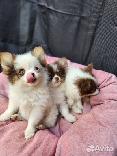 Самые красивые