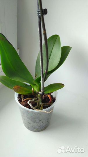 Орхидея фаленопсис