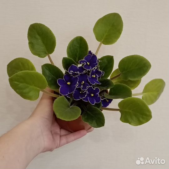 Фиалка фиолетовая. Комнатное растение