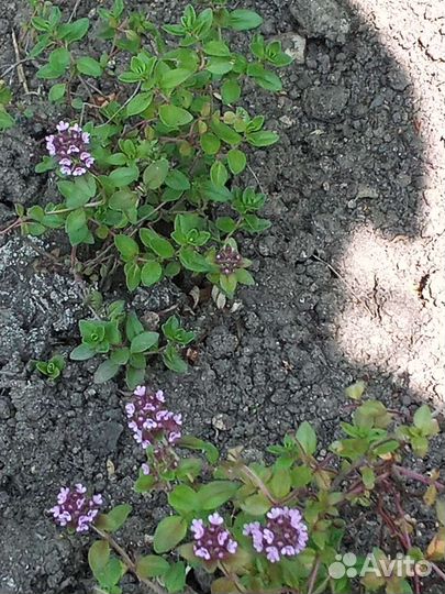 Облепиха, папоротники, спирея