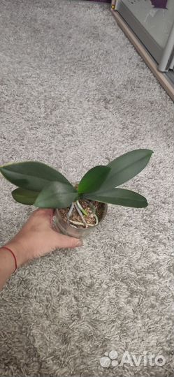 Орхидея пелорик