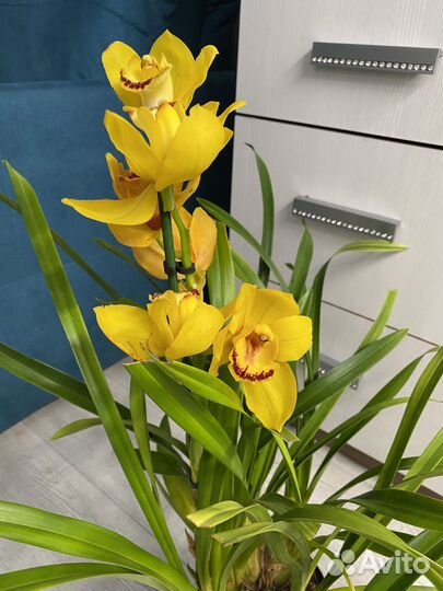 Орхидея цимбидиум