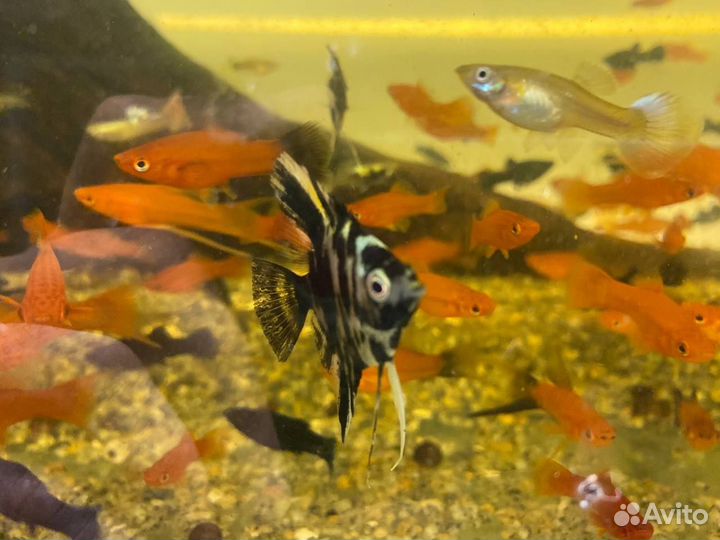 Аквариумные рыбки