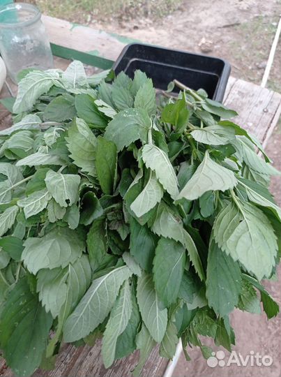 Мята свежая