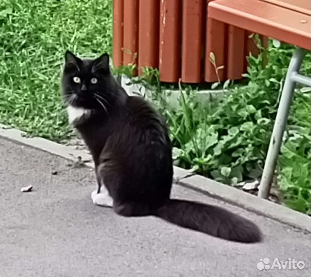 Пушистый котик